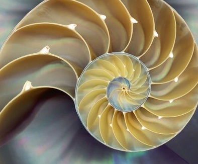 fibonacci shell