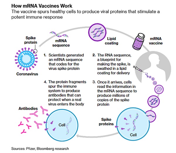 How mRNA vaccines work (image)